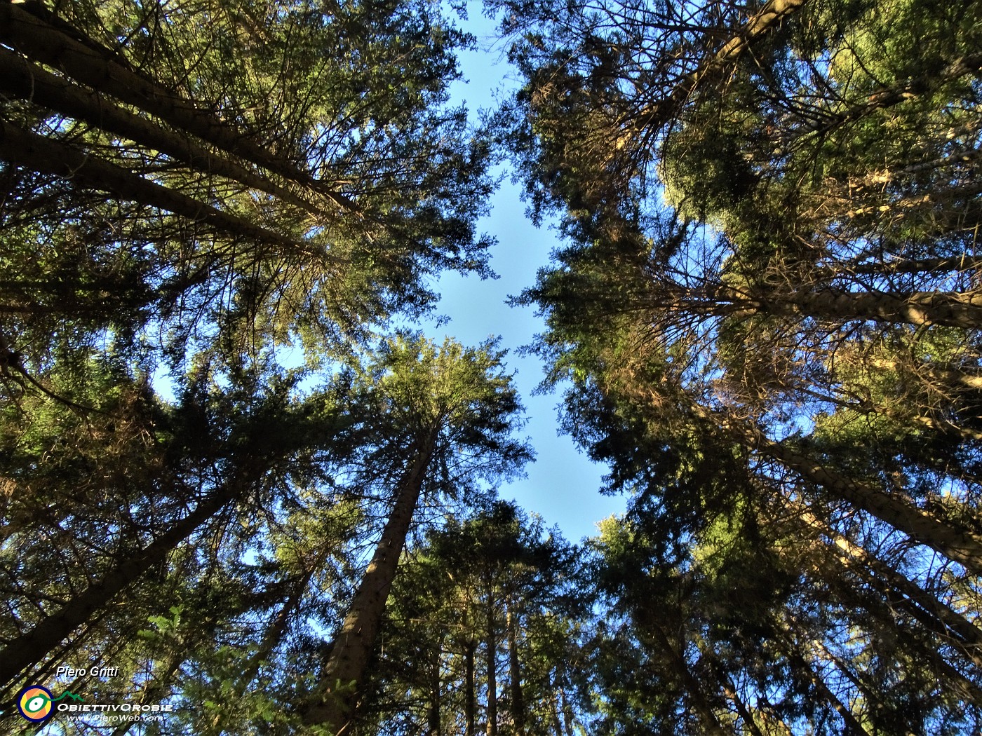 14 La splendida abetaia s'innalza verso il cielo azzurro.JPG